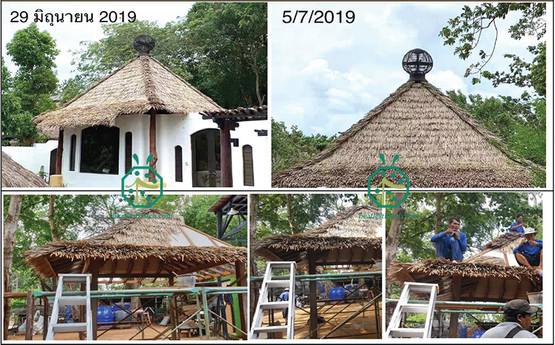 Pemasangan bumbung rumbia gentian untuk pembinaan rumah pondok log taman hotel resort