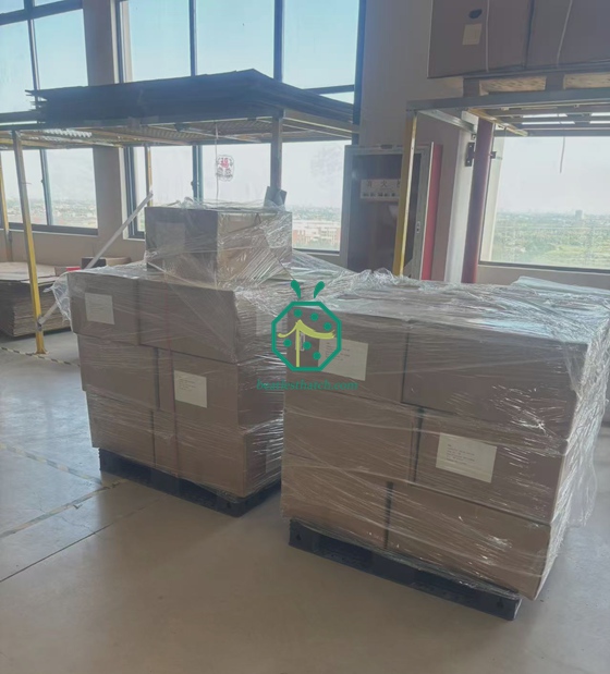 Bumbung Gentian Pulau Seychelles dan Penghantaran Skrin Privasi