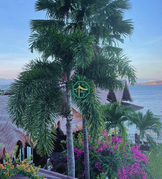 bumbung sintetik jerami sintetik untuk resort menyelam di batangas di philippines